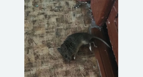 Дезинфекция от мышей в Саратове